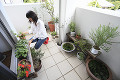ベランダで植物の手入れをする女性