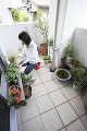 ベランダで植物の手入れをする女性